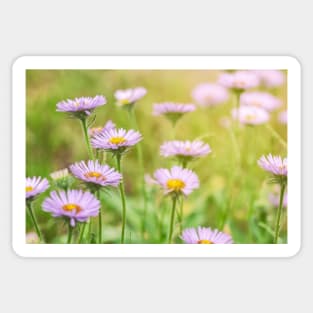 Coastal Daisies Sticker